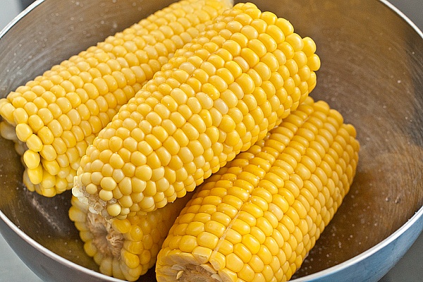 Кукуруза кормовая